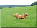 Highland Cattle