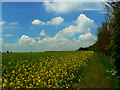 Oilseed rape south of Hinton Airfield, Charlton