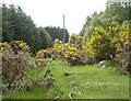 Firebreak in Cairneywhin Wood