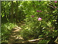 Woodland Path in Park Wood