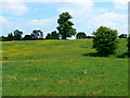 Another view of the parkland, Steane Park, Brackley