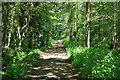 Nymans Woods access track