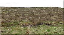 NN7710 : Moorland and bog, Froskin Burn by Richard Webb