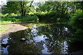 Pond in Woolley Bridge Copse