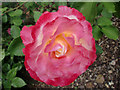 Hybrid Tea Rose, Priory Court Care Home, West Ewell, Surrey