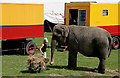 Anne, the Bobby Roberts circus elephant