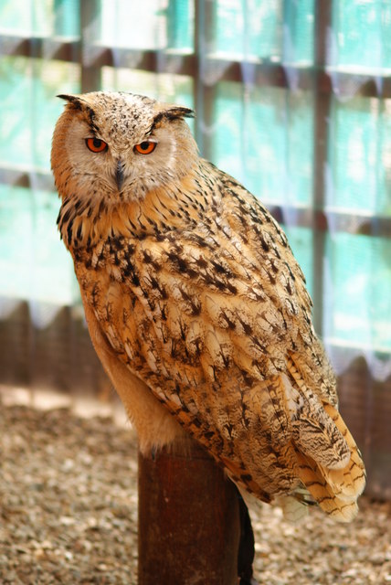 Siberian Eagle Owl, Huxley's, Horsham,... © Peter Trimming cc-by-sa/2.0 ...