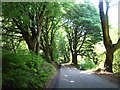 Along the Beech Walk east of Gittisham