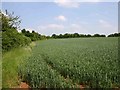 First field on the edge of Whitnash