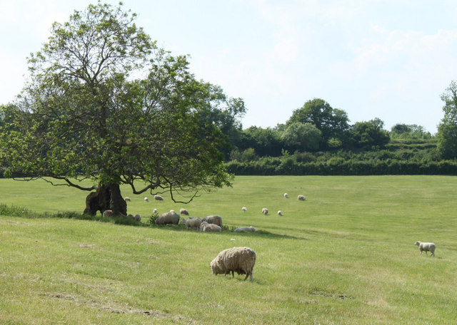 2010 : Sheep and a very old oak tree