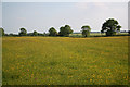 Kingerby Beck  Meadows