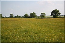 TF0594 : Kingerby Beck  Meadows by Richard Croft