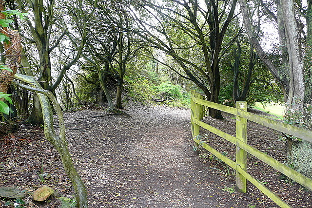Coastal path at Ventnor