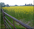 Blooming rapeseed field beyond the iron gate