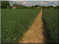 Footpath towards Cheeseman