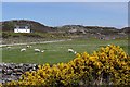 Gorse, sheep and a croft-house