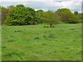 Mirrlees Fields, Woods Moor