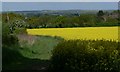 Oil seed rape field near Hangingstone Farm