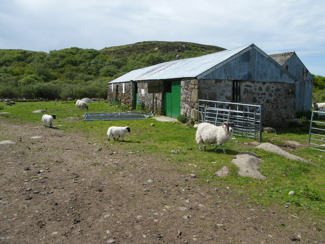 Sheep at Pottie