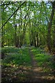 Hoe Wood Bluebells