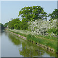 SJ8316 : Shropshire Union Canal near High Onn, Staffordshire by Roger  D Kidd