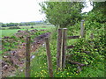 Overgrown footpath