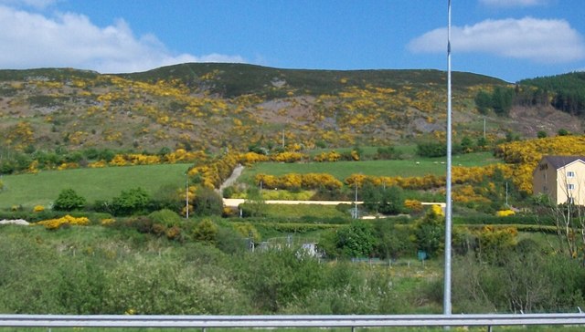 Flowering whins above the N1 at Carrickcarnan