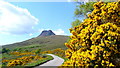 Gorse and Stac Pollaidh