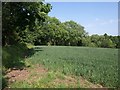 Field beside Cutborough Copse