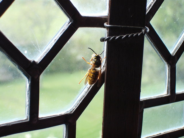 Unwanted guest in Little Moreton Hall