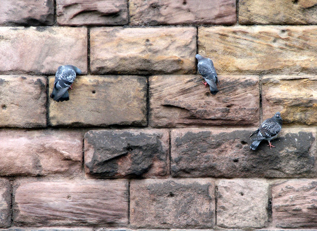 Canal pigeons