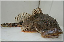 NJ1871 : A Moray Firth  Scorpion fish by Des Colhoun