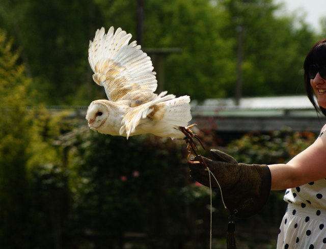 Huxley's Birds of Prey Centre, Horsham, West Sussex