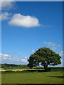 Hedgerow tree at Tresawle