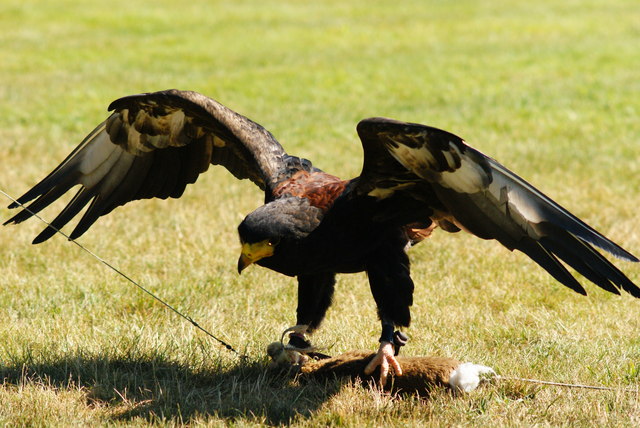 African Snake Eagle at Huxley's,... © Peter Trimming cc-by-sa/2.0 ::  Geograph Britain and Ireland