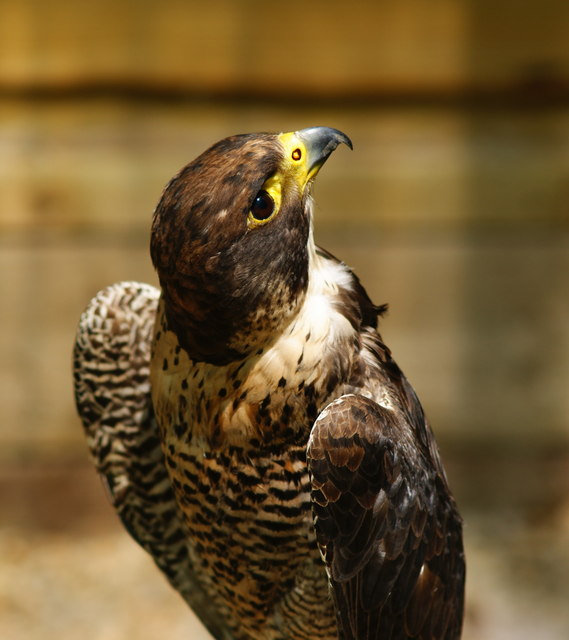 Huxley's Bird of Prey  Experience West Sussex