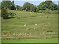 Sheep on Hill