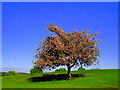 Cherry Blossom Tree, Coatbridge