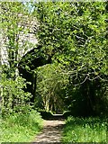 SJ8120 : The Way for the Millennium near Gnosall Heath, Staffordshire by Roger  D Kidd