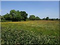 Meadow near Aley