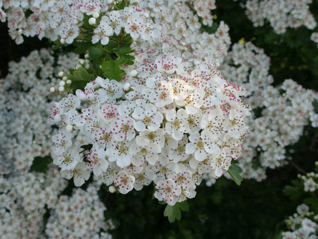 Common Hawthorn (Crataegus monogyna) © Kate Jewell :: Geograph Britain ...