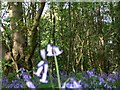 Woodland and bluebells at Rhododendron Hill