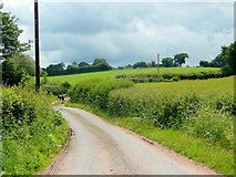 SO4922 : Herefordshire lane by Jonathan Billinger