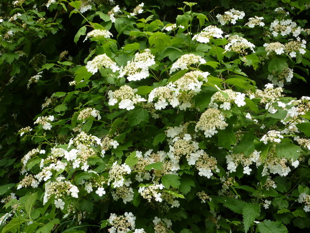 Guelder Rose in flower © Andrew Hill cc-by-sa/2.0 :: Geograph Britain ...