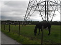 Horse Pasture and Pylon Base Wardley