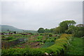 Allotments by Scalby Bridge