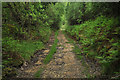 Old quarry access track near Duror