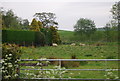 Sheep grazing by Mowthorp Road