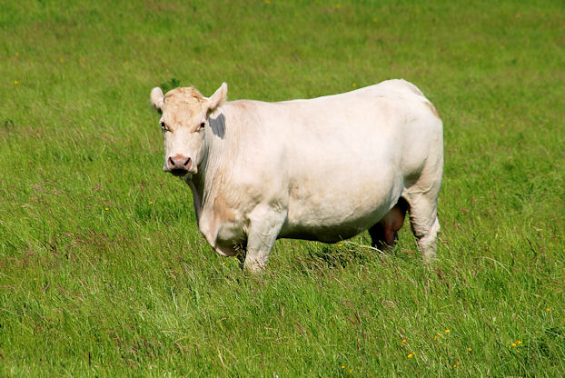 Cow Near Edenderry, Belfast (2) © Albert Bridge Cc-by-sa 2.0 