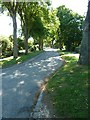 A leafy scene in Fordwater Lane